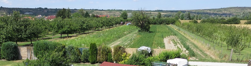 Ausblick von Rohrendorf auf die Weiinberge